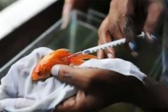 Το πρώτο νοσοκομείο ψαριών στον κόσμο