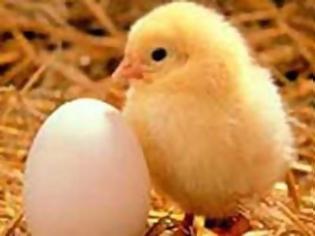 Φωτογραφία για Κότα γέννησε κοτόπουλο χωρίς αυγό!