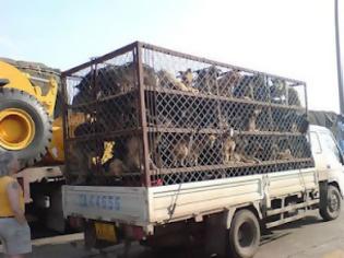 Φωτογραφία για Εκατοντάδες σκυλιά που προορίζονταν για έδεσμα σε Κινέζικα εστιατόρια σώθηκαν λίγο πριν φτάσουν στα πιάτα των εστιατορίων