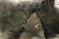 VIDEO: Γάτα και ποντίκι κοιμούνται αγκαλιά .... και όμως γίνεται!