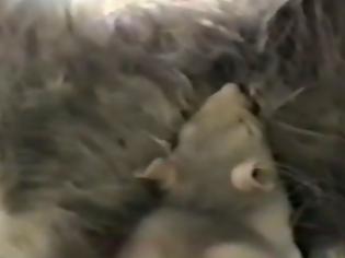 Φωτογραφία για VIDEO: Γάτα και ποντίκι κοιμούνται αγκαλιά .... και όμως γίνεται!