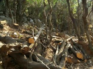 Φωτογραφία για Καταστρέφουν τα δάση για καυσόξυλα