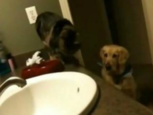 Φωτογραφία για VIDEO: Απίστευτη φιλία μεταξύ σκύλου και γάτας!