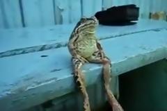 Ο Kermit ο βάτραχος υπάρχει στα αλήθεια! [Video]