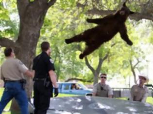 Φωτογραφία για Θεαματική πτώση αρκούδας από δέντρο ύψους 4 μέτρων