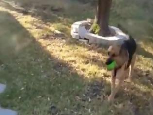 Φωτογραφία για VIDEO: Στρατιώτης κάνει γλυκιά φάρσα στο σκύλο του!