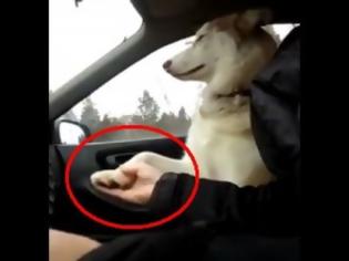 Φωτογραφία για Σκύλος θέλει να του κρατάνε το «χέρι» στο αυτοκίνητο! (Video)