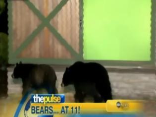 Φωτογραφία για Αρκούδες εισέβαλλαν στε τηλεοπτικό σταθμό! [Video]