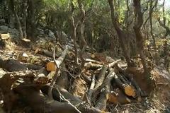 Οι δασολόγοι καταγγέλλουν το νόμο που αβαντάρει τη λαθροϋλοτόμηση και την καταστροφή των δασών