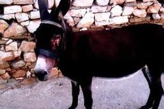 Kακοποίηση (όνου) γαϊδουριού στο Μοναστηράκι Δράμας