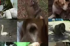 VIDEO: Όταν τα ζώα υιοθετούν άλλα ζωάκια