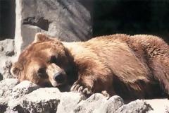 Χρήσιμες ιδέες για... αρκούδες, ασθενείς και αστροναύτες