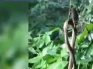 Φωτογραφία για Απίστευτο βίντεο! Γιγάντια αράχνη τρώει φίδι!