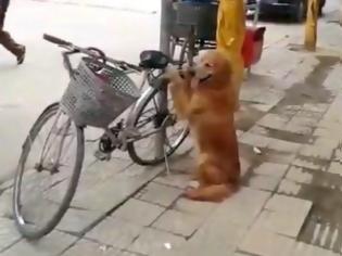Φωτογραφία για Ένας σκύλος - φύλακας των ποδηλάτων