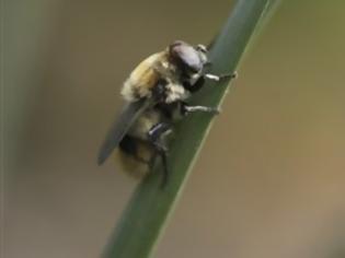 Φωτογραφία για ΑΠΙΣΤΕΥΤΟ: Το κεντρί της μέλισσας σκότωσε 48χρονη!