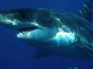 Φωτογραφία για 20 πράγματα πιο θανατηφόρα από τους καρχαρίες !