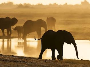 Φωτογραφία για Ο ελέφαντας του Όργουελ