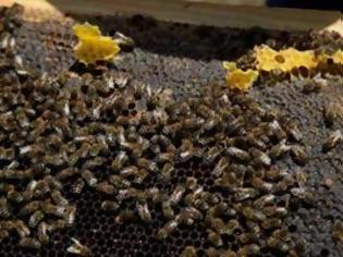 Φωτογραφία για Ηλικιωμένη πέθανε από τσιμπήματα μελισσών στην Κροατία