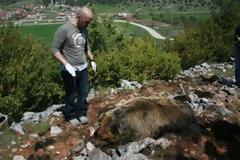 Και αρκούδα νεκρή από φόλα!