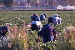 Αποζημιώσεις ύψους 3,5 εκατ. ευρώ σε παραγωγούς