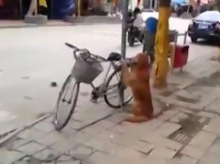 Φωτογραφία για Τρομερός σκύλος - φύλακας! Ίσως το καλύτερο βίντεο με σκύλο που έχετε δει... [Video]