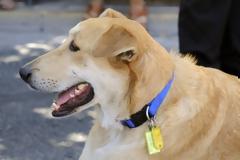 ΗΡΑΚΛΕΙΟ: Μαχαίρωσε σκύλο επειδή πλησίασε το τραπέζι με το κρέας!