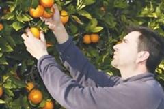 Ζητούσαν εργάτες συγκομιδής και πήγαν 19 Ελληνες και 4.885 Αλβανοί