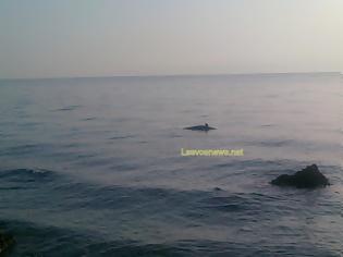 Φωτογραφία για Νεκρό δελφίνι στην περιοχή αεροδρομίου Μυτιλήνης