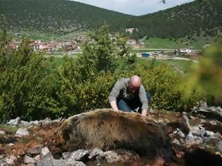 Φωτογραφία για Δηλητηρίασαν αρκούδα στις Πρέσπες