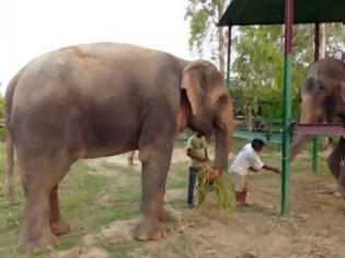 Φωτογραφία για Μετά τα δάκρυα ήρθε... ο έρωτας για τον ελέφαντα που συγκίνησε τον πλανήτη! [photos + video]