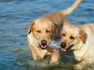 Φωτογραφία για Υπουργείο Ναυτιλίας: Σε ερημικές παραλίες τα σκυλιά μέχρι νεοτέρας