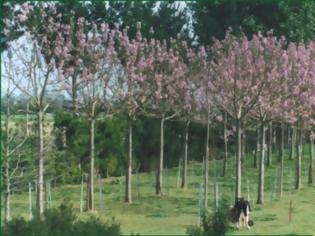 Φωτογραφία για Παουλόβνια: Τι είναι αυτό το δένδρο που θεωρείται καλλιέργεια του μέλλοντος και δίνει έως και 12.000 ευρώ το στρέμμα