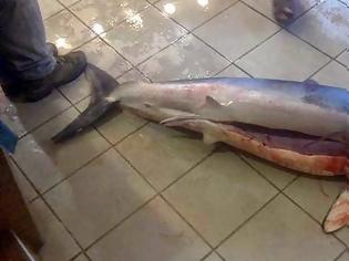 Φωτογραφία για Ψαράς από την Κομοτηνή έπιασε.... καρχαρία 60 κιλών ανοιχτά του Θρακικού Πελάγους
