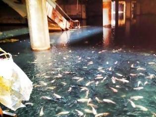 Φωτογραφία για Εγκαταλελειμμένο εμπορικό κέντρο μετατρέπεται σε λίμνη με ψάρια!