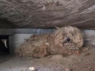 Φωτογραφία για Σκύλος περίμενε για πάνω από ένα χρόνο το νεκρό αφεντικό του κάτω από ένα υπόστεγο [video + photos]