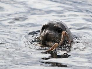 Φωτογραφία για Οι φωτογραφίες της ημέρας: Η στιγμή που φώκια πιάνει το γεύμα της στη θάλασσα του Ιονίου!