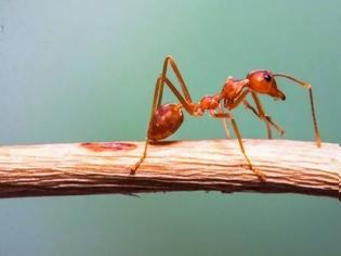 Φωτογραφία για Μπορούν τα μυρμήγκια να εξαφανίσουν τα υπερβακτήρια;