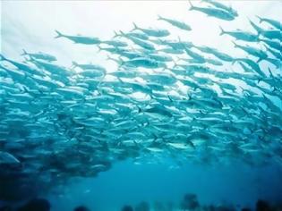 Φωτογραφία για Απειλή για τα ψάρια της Μεσογείου η υπεραλίευση