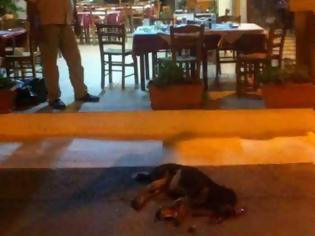 Φωτογραφία για Σοκ στην Εύβοια - Ιδιοκτήτης ταβέρνας σκότωσε αδέσποτο με μία καρέκλα!