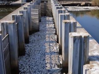Φωτογραφία για Νεκρά ψάρια στη Λίμνη Βιστωνίδα