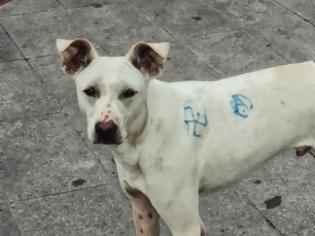 Φωτογραφία για Σκυλιά εστία μόλυνσης στο κέντρο της Λάρισας