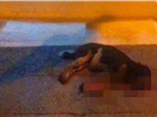 Φωτογραφία για Αυτό είναι το άτυχο σκυλάκι που σκότωσε ιδιοκτήτης ταβέρνας... [photo]