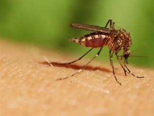 Φωτογραφία για Tι είναι ο ιός Τσικουνγκούνια που μεταδίδεται με τα κουνούπια
