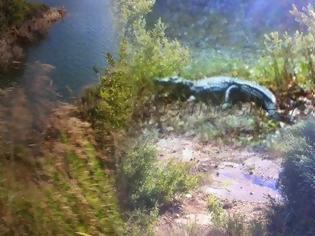 Φωτογραφία για Άπιαστος ο «Σήφης» ο κροκόδειλος, ουρά κάνουν οι τουρίστες