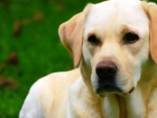 Φωτογραφία για Άγνωστος πυροβόλησε και σκότωσε αδέσποτο σκυλί σε χωριό της Ευρυτανίας