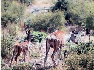 Φωτογραφία για Η ζωή επιστρέφει στην Πάρνηθα