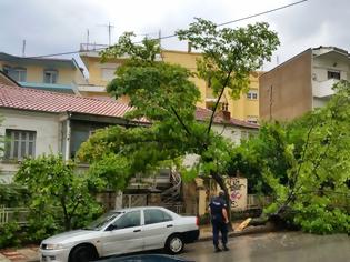 Φωτογραφία για Κοζάνη: Έπεσε δέντρο από τον αέρα στην οδό 3ης Σεπτεμβρίου [photos]