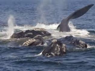 Φωτογραφία για Εντυπωσιακή βόλτα πάνω σε μία φάλαινα: Το κήτος σήκωσε στον αέρα ζευγάρι που έκανε καγιάκ... [video]