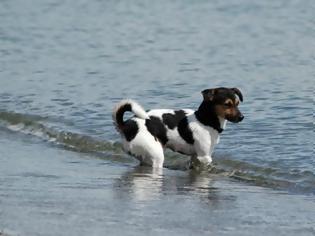 Φωτογραφία για Δεκάλογος ορθής συμπεριφοράς για να έχετε τον σκύλο σας στην παραλία