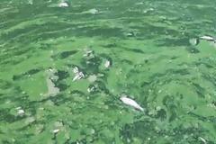 Χιλιάδες νεκρά ψάρια στην λίμνη των Ιωαννίνων!